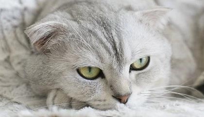 爱游戏体育平台-中国女篮强调团队协作 增强比赛掌控力，中国女篮很强